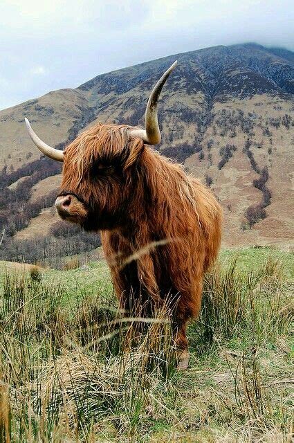 A Highland Coo Scottish Highland Cow Highland Cattle Scotland