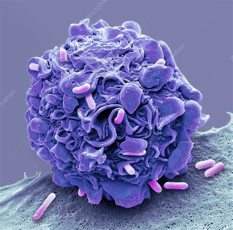 Macrophage Engulfing Li Bacteria Sem Stock Image C0456961