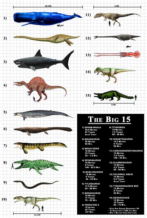 The Fifteen Largest Known Active Predators Extinct Or Alive