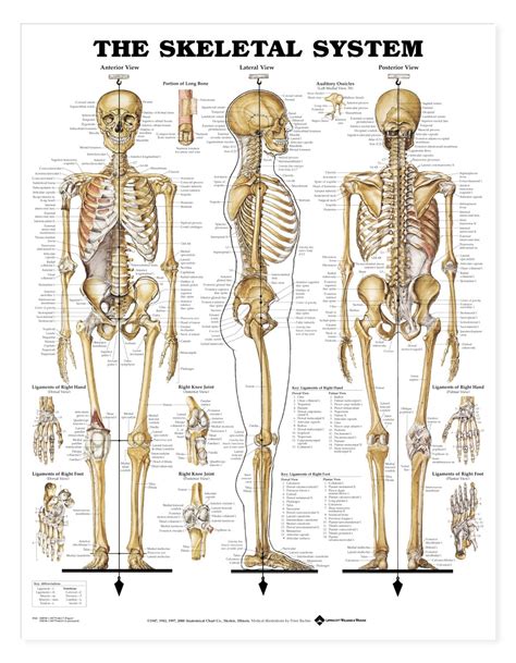 Skeleton Anatomy Poster Skeletal System Anatomical Chart Company