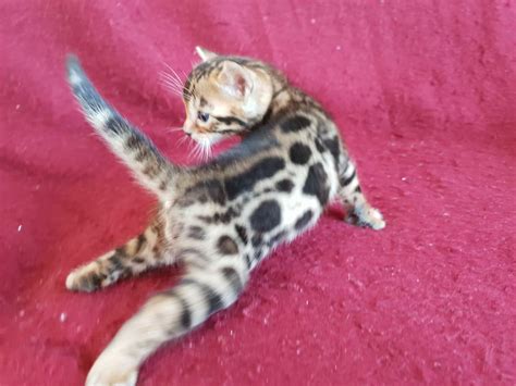 Yes, there are free kittens available on craigslist. bengal kitten craigslist | Bengal Kitten For Sale | 8 week ...