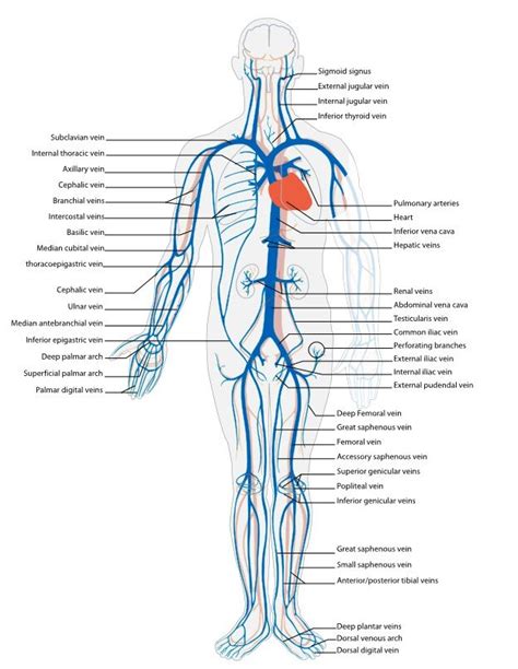 Peripheral Vein Anatomy