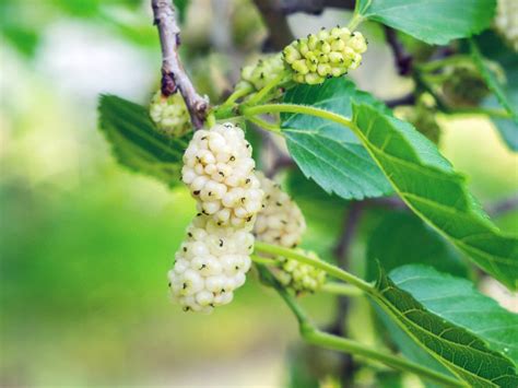 White Mulberry Care Learn How To Grow A White Mulberry Tree