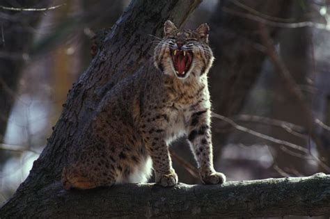 bobcat by mo dept of cons missouri s mammals wildcat glades conservation and audubon center