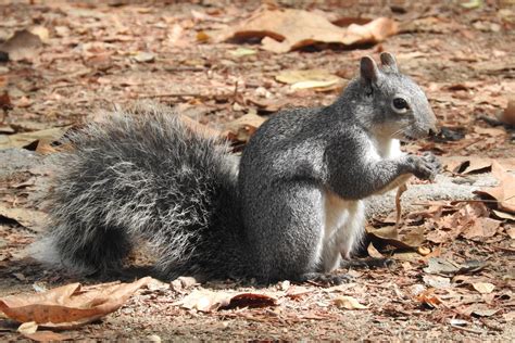 The Western Gray Squirrel Will They Survive In Griffith Park