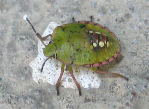 Southern Green Stink Bug Nymph Whats That Bug