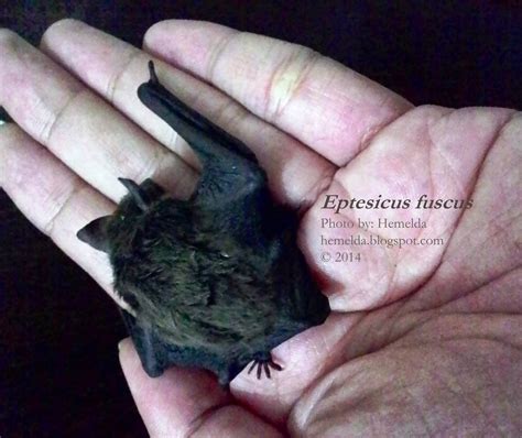 Journey For Biodiversity Orphan Big Brown Bat Pup