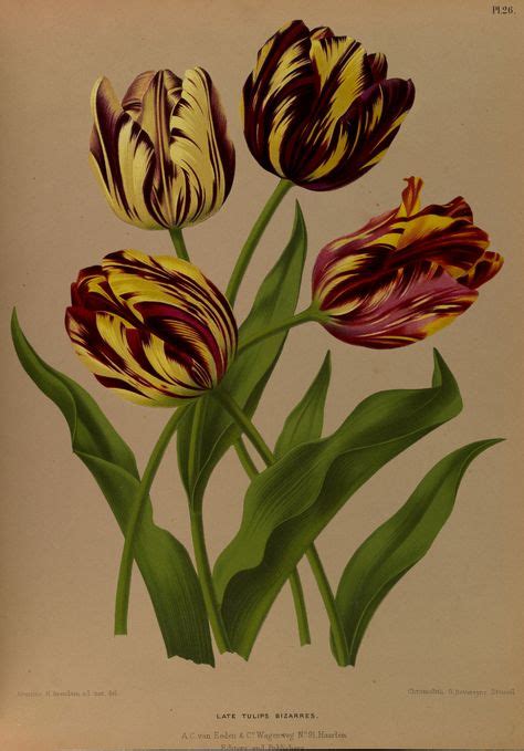 73 Best Tulip Illustrations Ideas Botanical Illustration Botanical