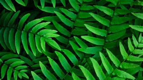 Green Leaves 4k Wallpaper Ferns Leaf Background Spring