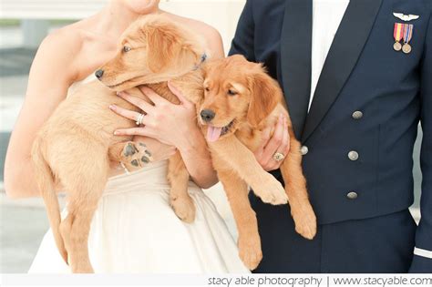 Weddings Dogs By Midwest Wedding Photographer Stacy Able Retriever