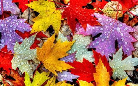 Autumn Wallpaper Leaves Mantul Wall