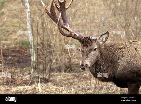 Red Deer With Only One Antler Rod Towards The End Of Winter Stock Photo