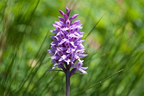 The Beautiful Purple Mountain Orchid Stock Image Image Of Beauty