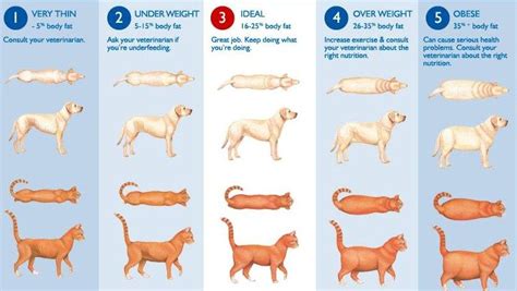 Cat Breed Chart Obesity Can Be Caused By Many Things Lets Talk About