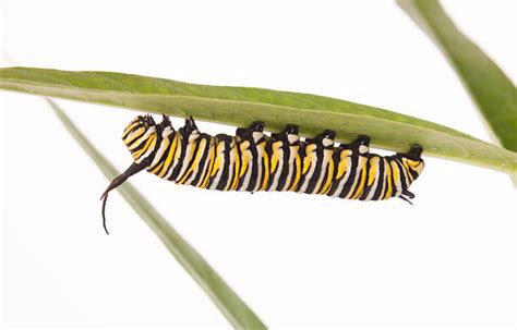 760 Monarch Caterpillar Isolated Stock Photos Pictures And Royalty Free