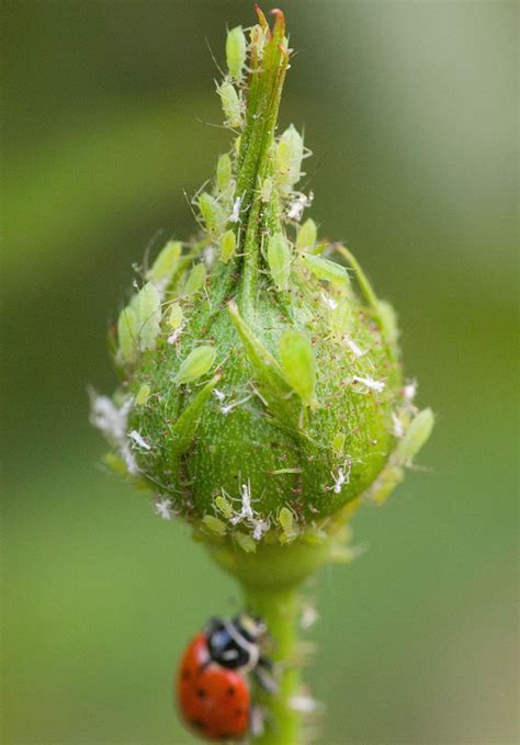 How To Get Rid Of Aphids In Your Garden Before They Damage Your Plants