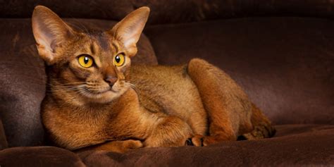 10 Most Popular Brown Cat Breeds
