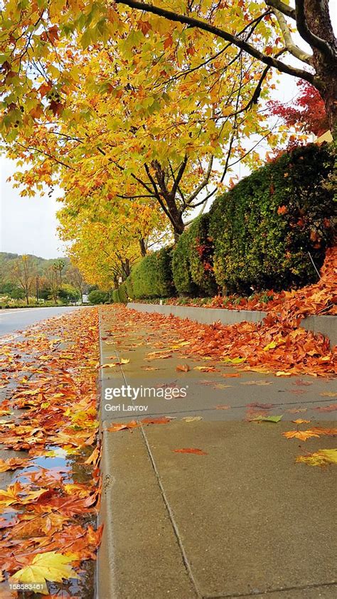 Leaves Falling From Trees In Autumn On A Sidewalk High Res Stock Photo