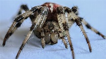 Causas de la aracnofobia y cómo tratar la fobia a las arañas