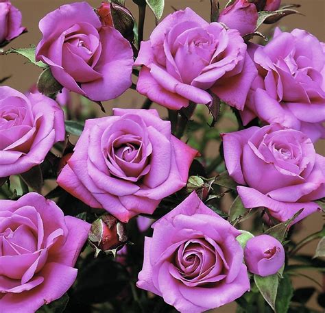 Cottage Farms Direct Perennials 4 Piece Lavender Sunblaze Mini Rose