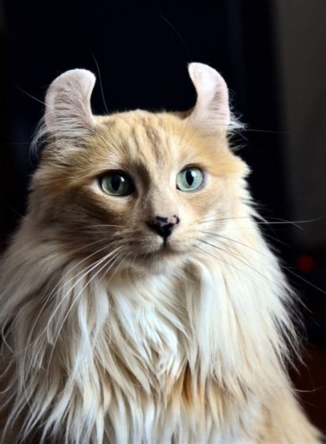 What A Unique Beautiful Cat This Is Gorgeous Cats Pretty Cats