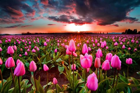 Download Cloud Sky Pink Flower Flower Field Nature Tulip Hd Wallpaper