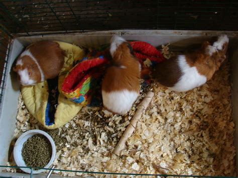 Three New Calico Guinea Pigs Flickr Photo Sharing