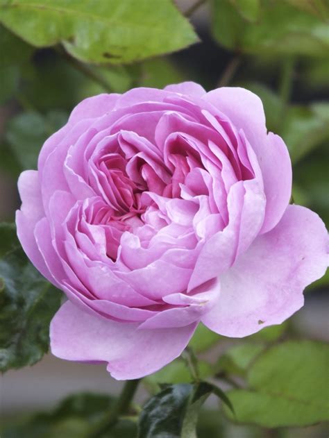 Pink English Rose Blume Pinterest
