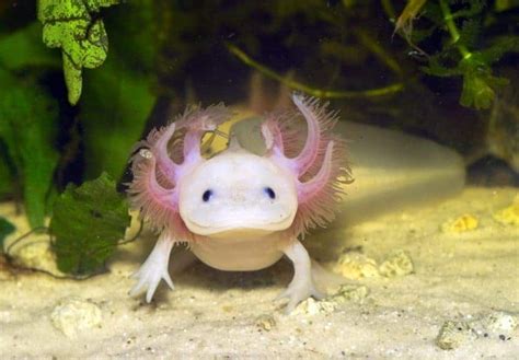 20 Of The Weirdest Animals Gracing Our Planet