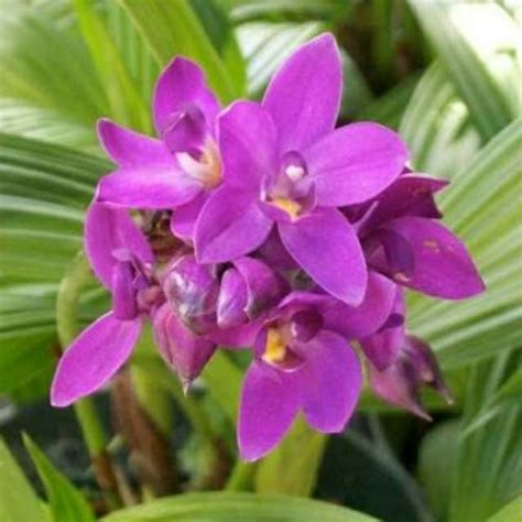Bunga edelweis jenis ini merupakan bunga edelweis yang biasa di temukan oleh sejumlah pendaki gunung indonesia. Terbaru 16+ Bunga Anggrek Tanah Ungu - Gambar Bunga Indah