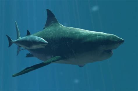Megalodon Sharks Even Bigger Than Previously Thought