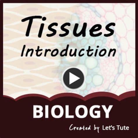 Introduction To Tissues Biology Science By Letstute Tpt