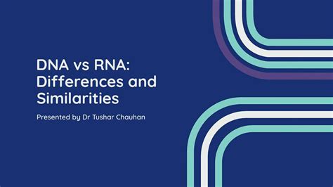 Dna Vs Rna Differences And Similarities