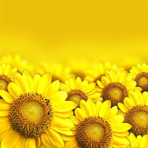 向日葵花蕊图片 黄色的向日葵花蕊素材 高清图片 摄影照片 寻图免费打包下载