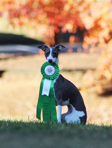 Macabre Kaleef - German Shepherd Dog Puppies for Sale in Woodstock, GA