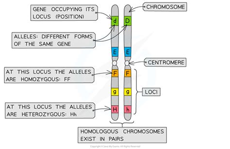 Aqa A Level Biology复习笔记711 Key Terms In Genetics 翰林国际教育