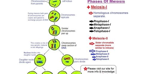 Meiosis The Basis Of Sexual Reproduction