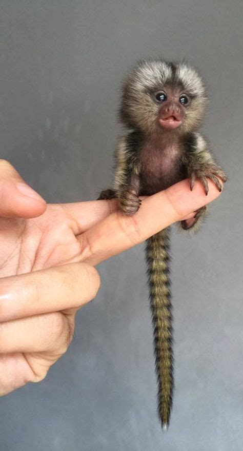 54 Finger Monkeys Ideas Finger Monkey Baby Animals Cute Animals