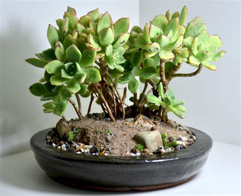 Used Some Bonsai Inspiration For This Succulent Landscape Rbonsai