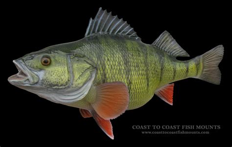 Yellow Perch Fish Mounts & Replicas by Coast-to-Coast Fish Mounts