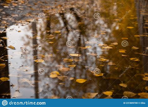 Autumn Leaves On Water Background In Puddle Stock Photo Image Of