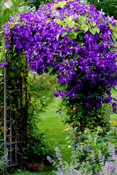 Story and photos by betty montgomery. 3 Climbing Perennials Perfect For Growing Up Arbors ...