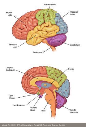 The brain stem is the lower part of the brain that connects to the spinal cord. Types Of Brain Tumors In Frontal Lobe - Beauty Trends