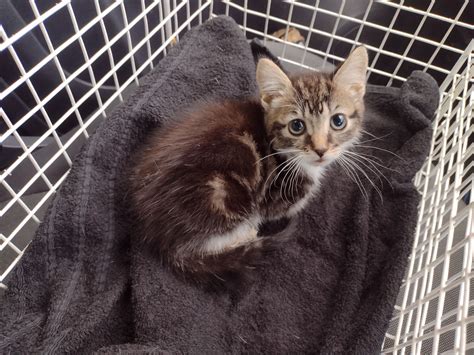 RSPCA appeal after abandoned kitten with missing paw found in Oldham