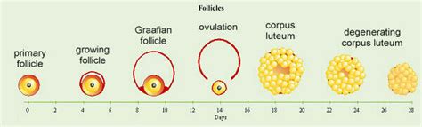 Reproductive Physiology Etc