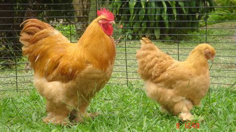 Galinha Brahma Light Chicken Pictures Favorite Chicken Rooster