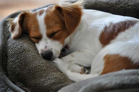 3 Falsos Mitos Sobre El Sueño Canino Mi
