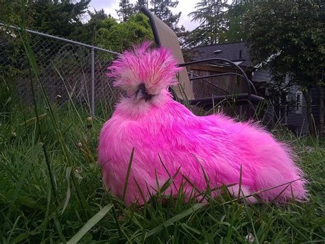 Meet The Newest Chicken Bubbles Fancy Chickens Silkie Chickens