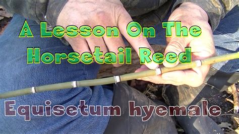 A Lesson On The Horsetail Reed Youtube