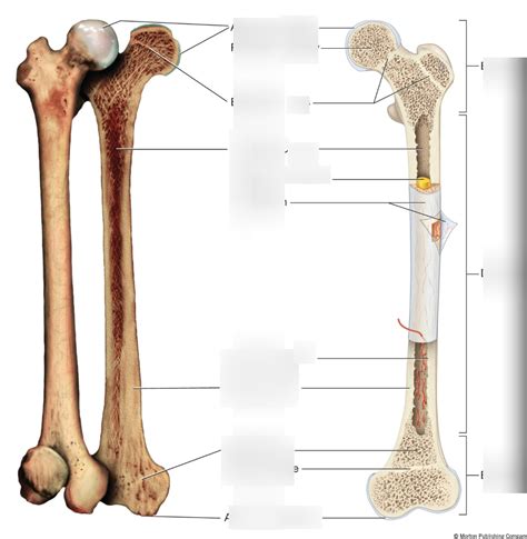 Anatomy Of Long Bone Diagram Quizlet